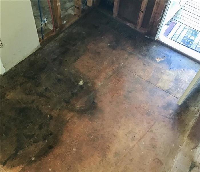 Mold growth on the floor of an Olympia, WA home after the carpet was removed.